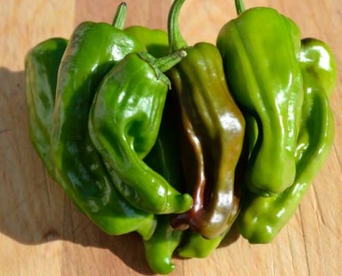 Pepperoncini Pepper