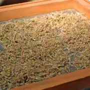 Coconut Geranium on Seed Screen