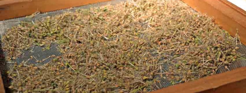 Coconut Geranium on Seed Screen