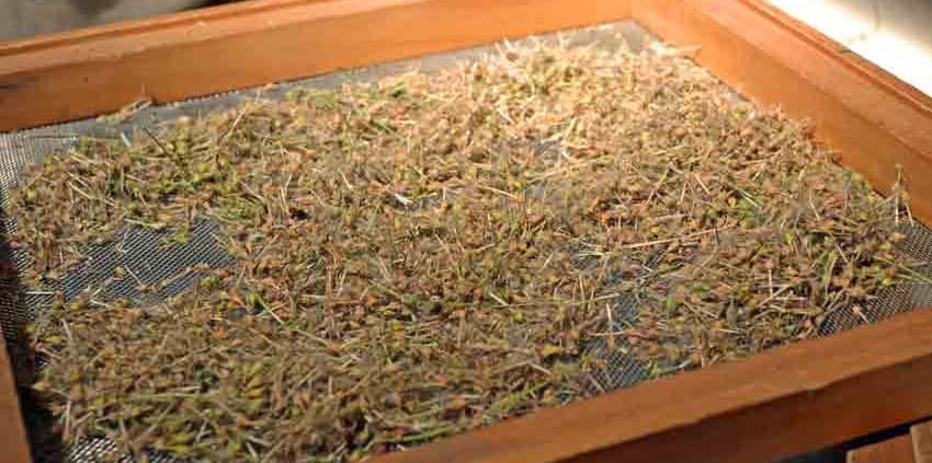 Coconut Geranium on Seed Screen