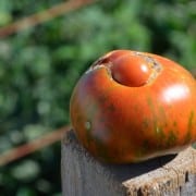 Heirloom Tomato