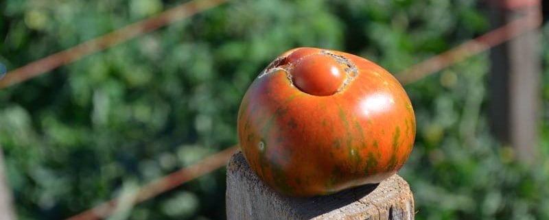 Heirloom Tomato