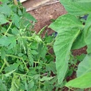 Potato Leaf and-Regular Leaf Tomato