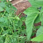 Potato Leaf and-Regular Leaf Tomato