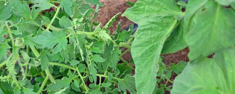 Potato Leaf and-Regular Leaf Tomato