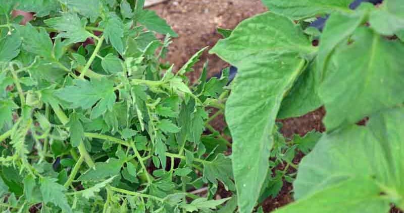 Potato Leaf and-Regular Leaf Tomato