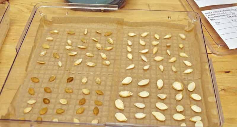 Seed Germination Testing