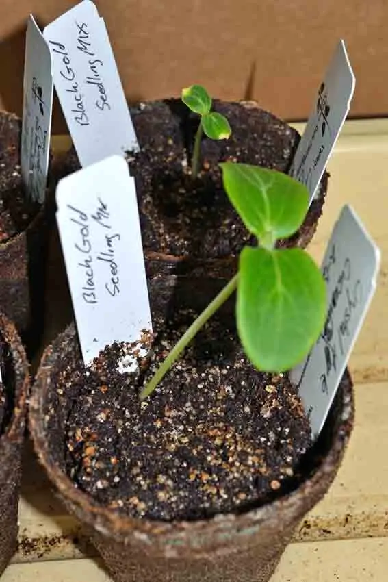 A plant growing in the dirt on a sunny day.