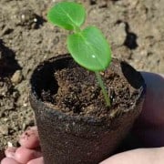 Cucumber Seedling Germination