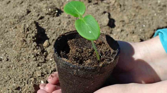 Cucumber Seedling Germination