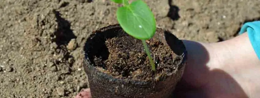 Cucumber Seedling Germination