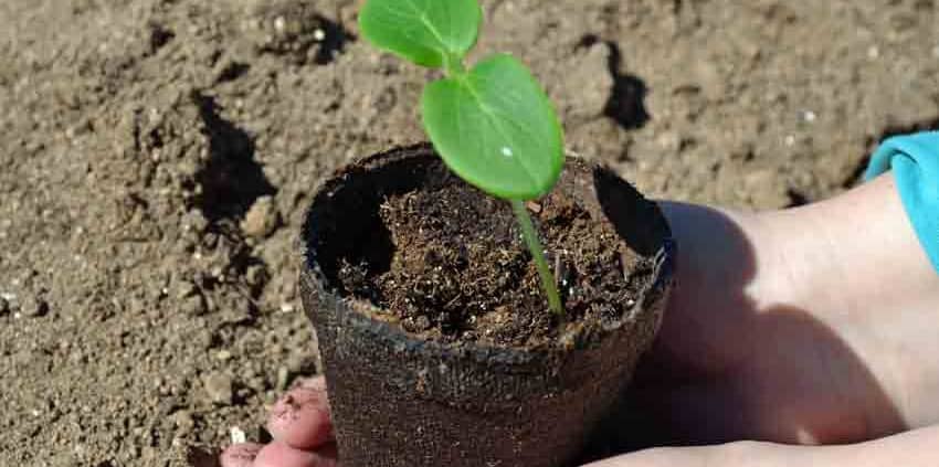 Cucumber Seedling Germination