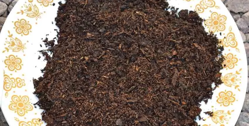 A plant growing in the dirt on a sunny day.