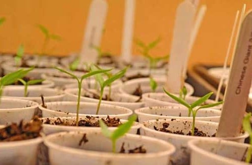 Heirloom Seedlings