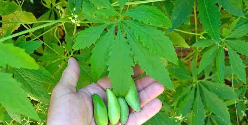 Achocha Fruit and Leaves