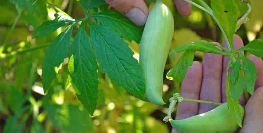 Achocha Pods