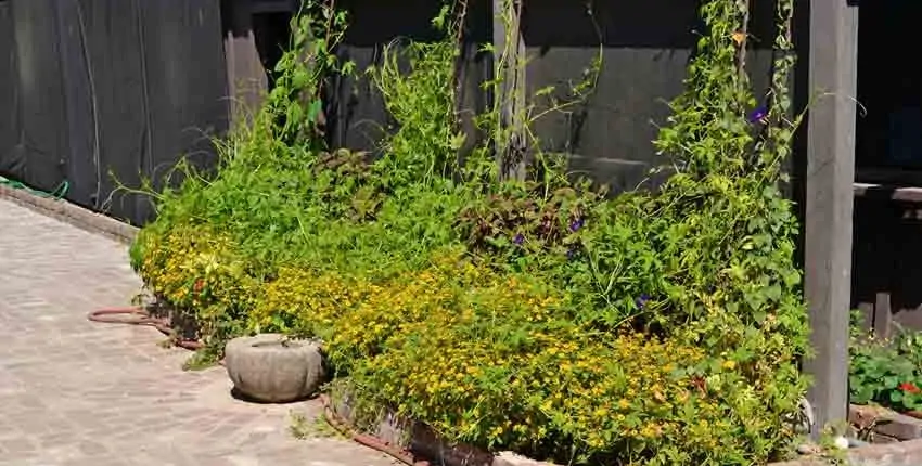 A plant growing in the dirt on a sunny day.