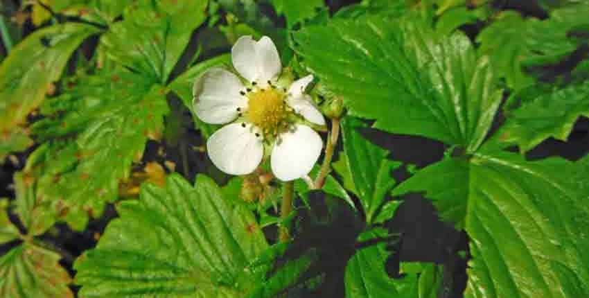 Alpine Strawberry Flower