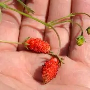 Alpine Strawberries in Hand