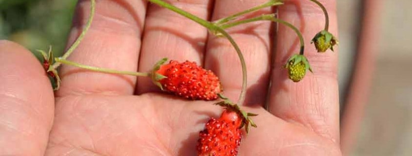 Alpine Strawberries in Hand