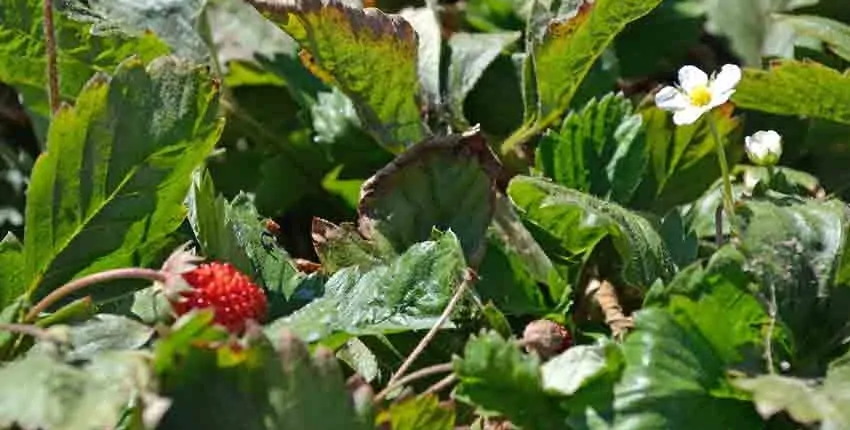 A plant growing in the dirt on a sunny day.