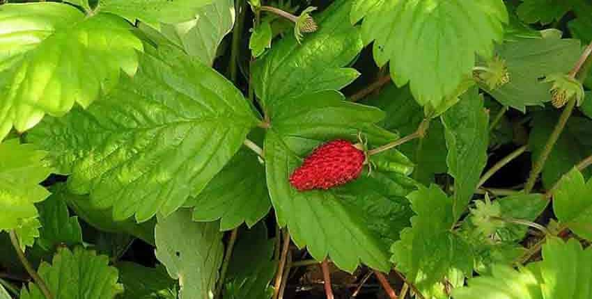 Alpine Strawberry