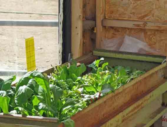 Fresh Greens in Growing Bed