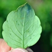 Papalo Leaf