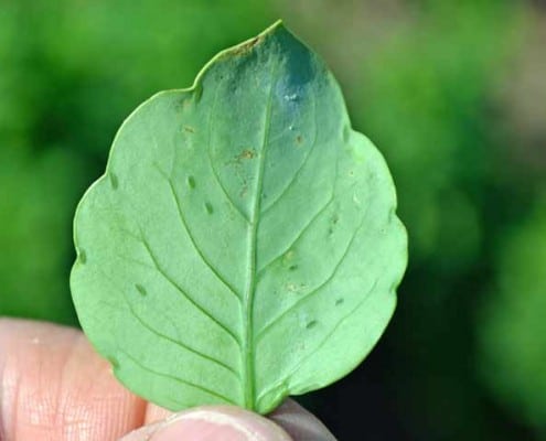 Papalo Leaf