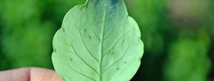 Papalo Leaf