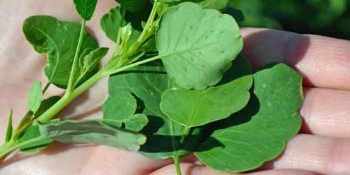 Papalo Leaves