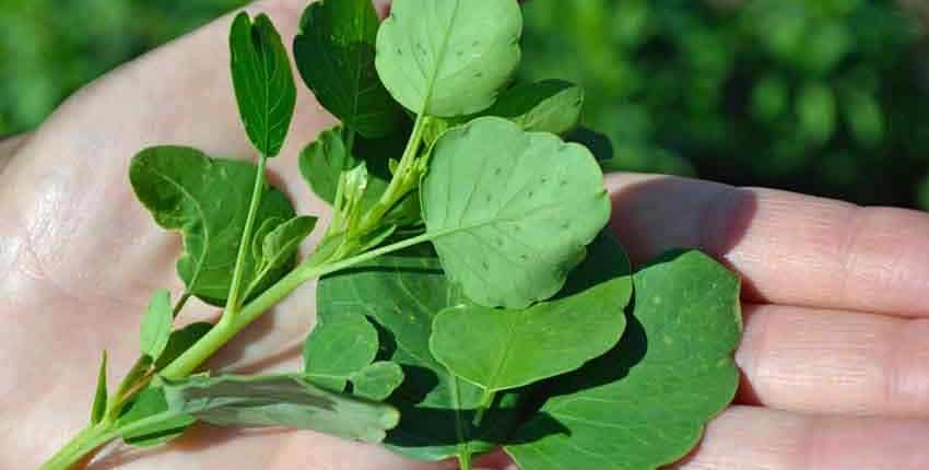 Fresh Papalo Leaves