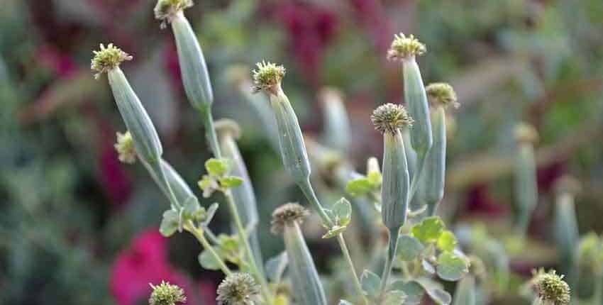 Papalo Seed Heads