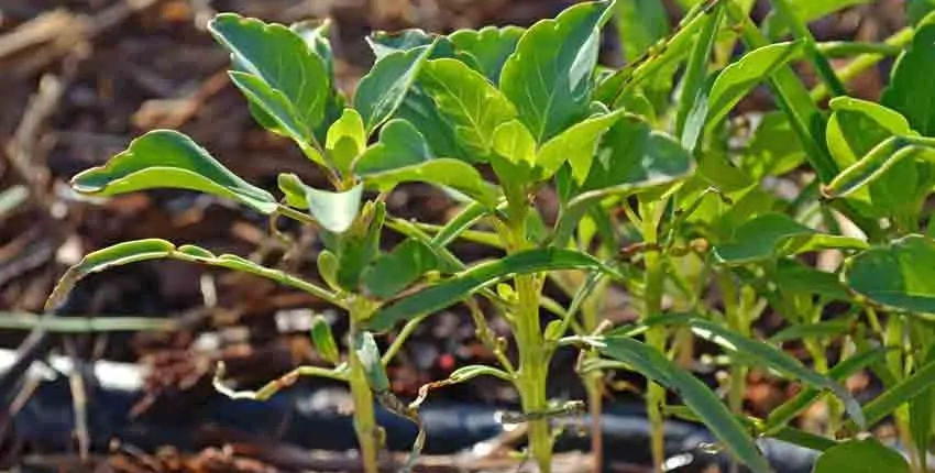 A plant growing in the dirt on a sunny day.