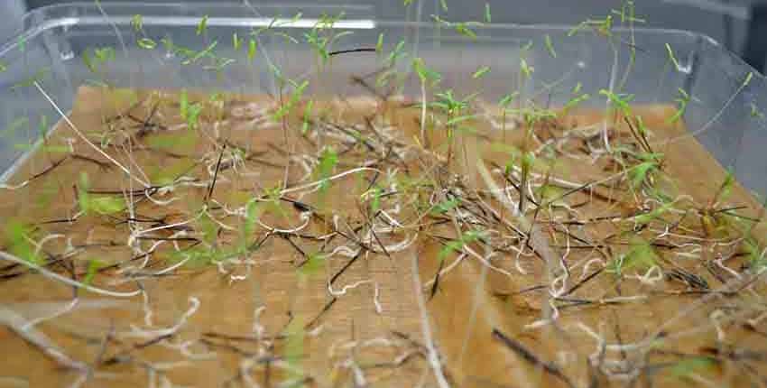 A plant growing in the dirt on a sunny day.