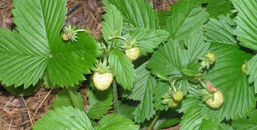 White Alpine Strawberry