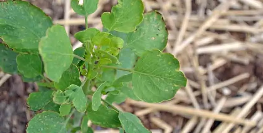 A plant growing in the dirt on a sunny day.