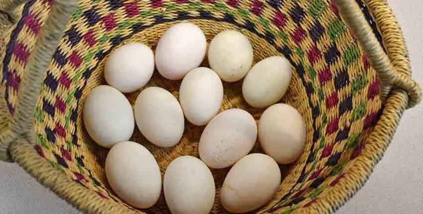 A basket of eggs sitting on top of the ground.