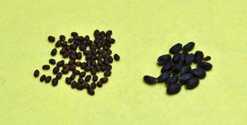 Holy vs Genovese Basil Seed