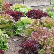 Intercropped Lettuces