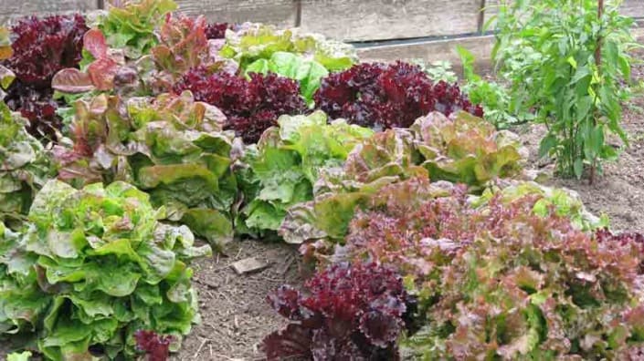 Intercropped Lettuces