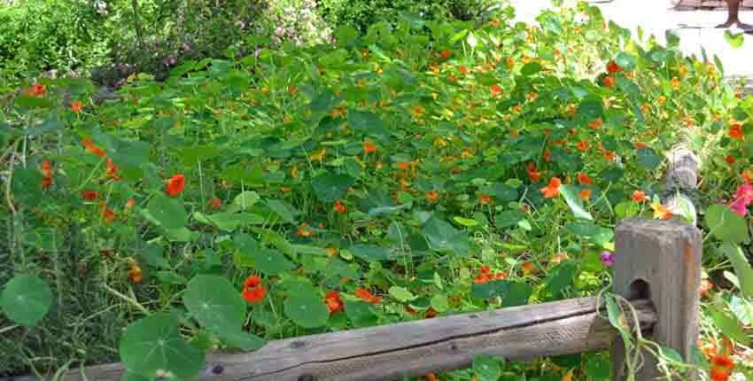 Nasturtium Bed