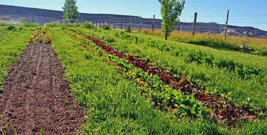 Succession Planting