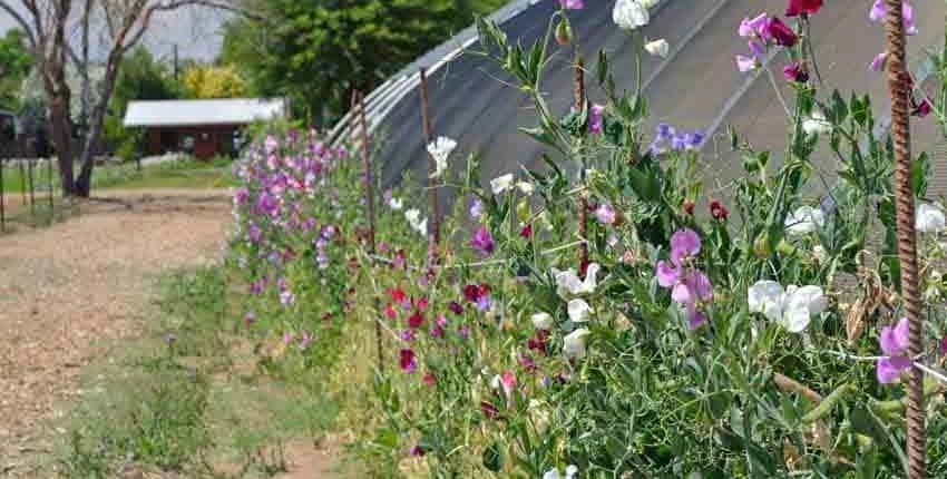 Sweet Peas on Greenhouse