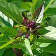 Thai Basil