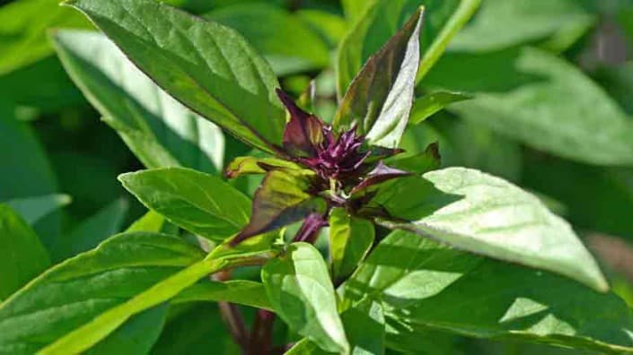 Thai Basil