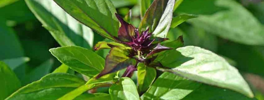 Thai Basil