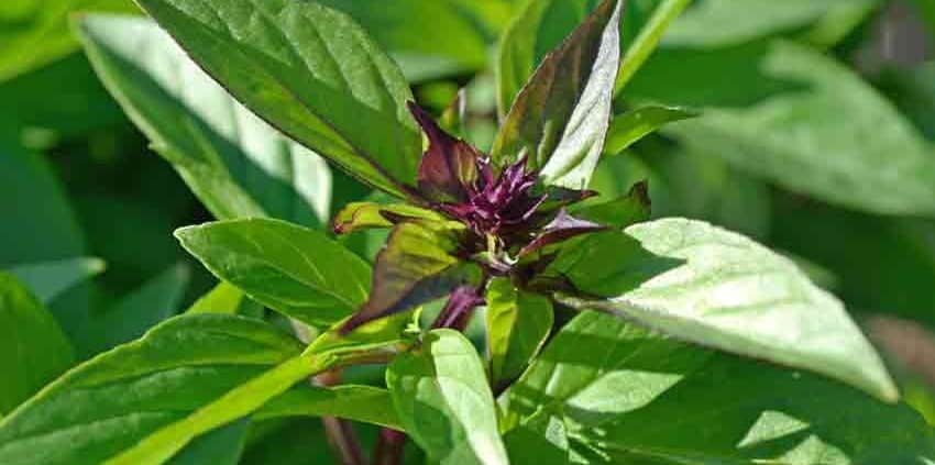 Thai Basil