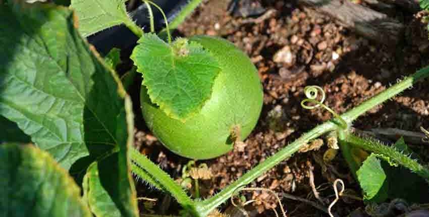 A green apple sitting on top of the ground.