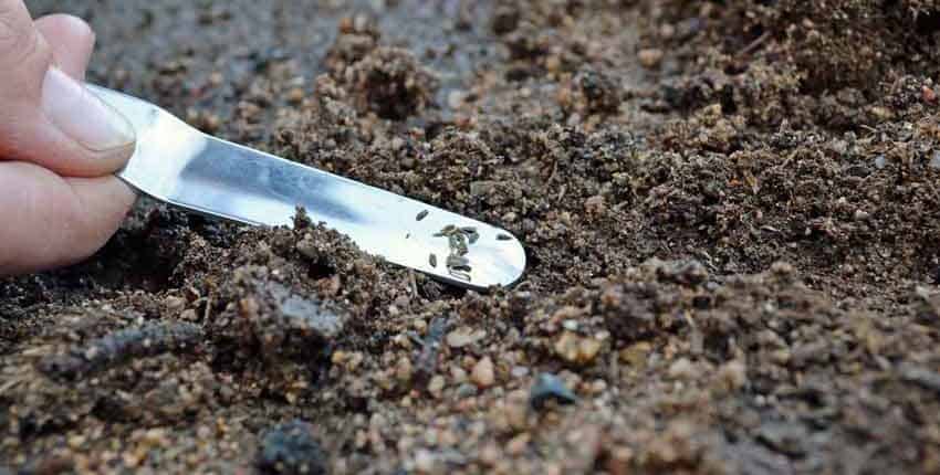 A close up of a spoon in the dirt